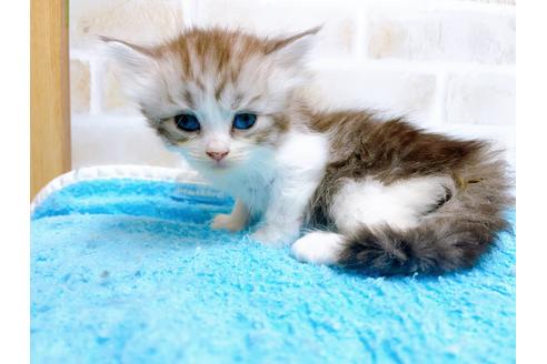 成約済の東京都のサイベリアン-27262の4枚目