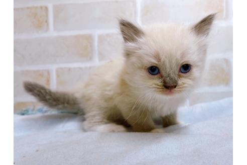 成約済の東京都のサイベリアン-27264の1枚目