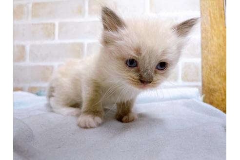 成約済の東京都のサイベリアン-27264の3枚目