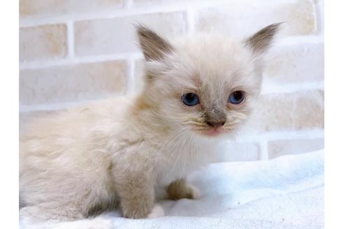 成約済の東京都のサイベリアン-27264の2枚目