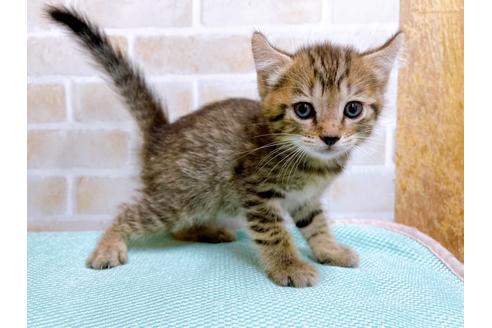 成約済の東京都のその他の猫種-27273の14枚目