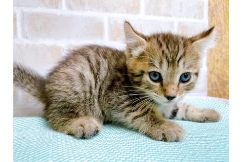 成約済の東京都のその他の猫種-27273の5枚目