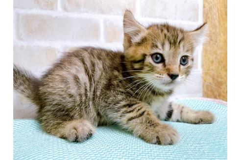 成約済の東京都のその他の猫種-27273の6枚目