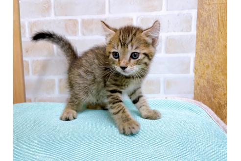 成約済の東京都のその他の猫種-27273の7枚目