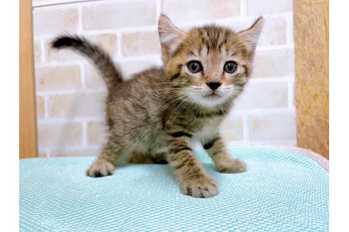 成約済の東京都のその他の猫種-27273の8枚目