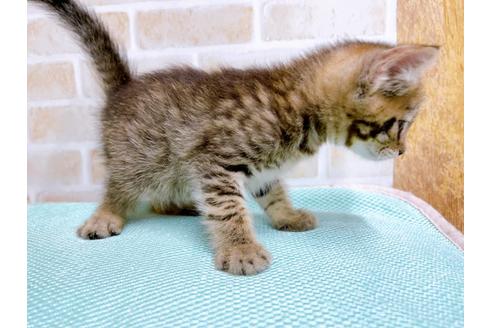 成約済の東京都のその他の猫種-27273の9枚目