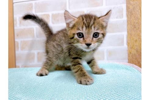 成約済の東京都のその他の猫種-27273の10枚目