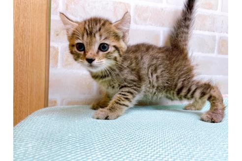 成約済の東京都のその他の猫種-27273の12枚目