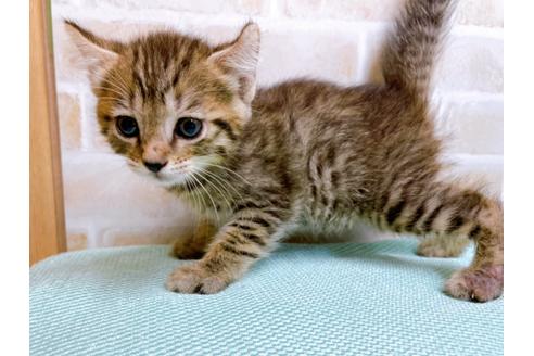 成約済の東京都のその他の猫種-27273の13枚目