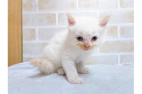 成約済の東京都のサイベリアン-27266の7枚目