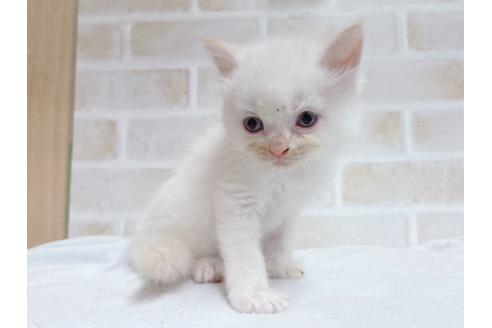 成約済の東京都のサイベリアン-27266の8枚目