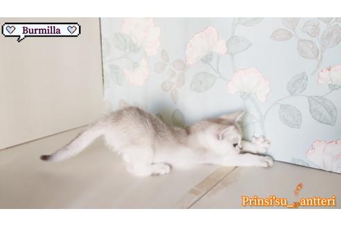 成約済の東京都のその他の猫種-26413の12枚目