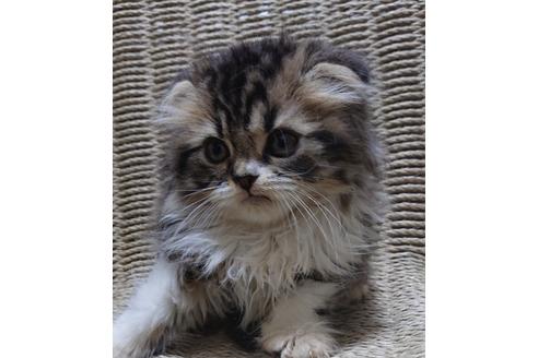 成約済の愛知県のスコティッシュフォールド-26500の1枚目