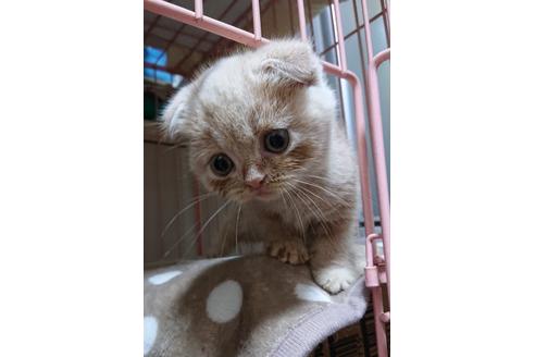 成約済の愛知県のスコティッシュフォールド-26499の32枚目