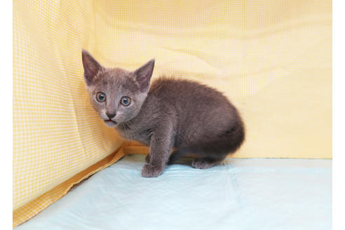 成約済の東京都のロシアンブルー-26683の2枚目