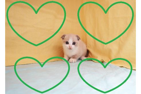 成約済の東京都のスコティッシュフォールド-26684の1枚目