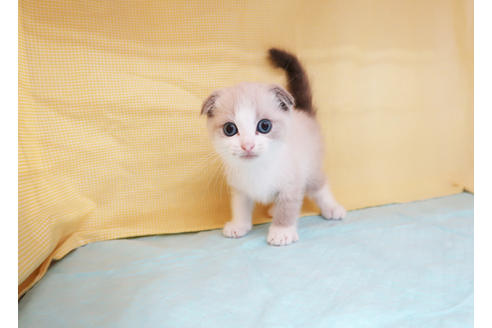 成約済の東京都のスコティッシュフォールド-26684の2枚目