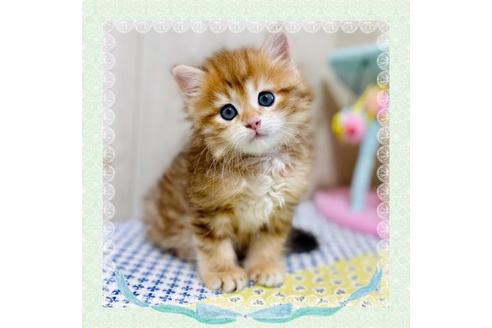 成約済の大阪府のサイベリアン-26799の1枚目