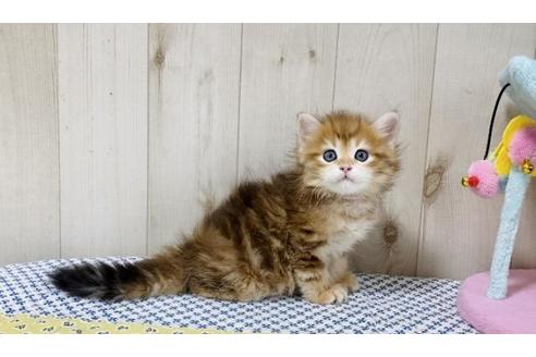 成約済の大阪府のサイベリアン-26799の6枚目