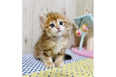 成約済の大阪府のサイベリアン-26799の5枚目