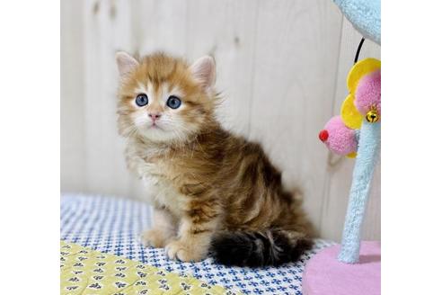 成約済の大阪府のサイベリアン-26799の2枚目