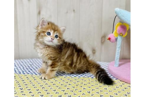 成約済の大阪府のサイベリアン-26799の4枚目