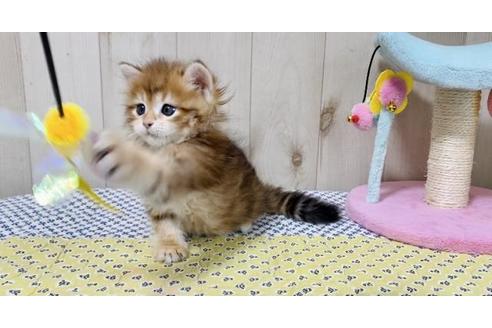 成約済の大阪府のサイベリアン-26799の3枚目