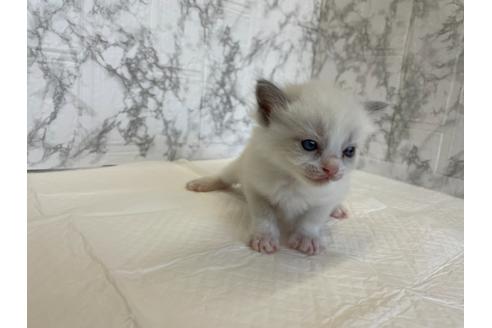 成約済の群馬県のラグドール-26800の1枚目