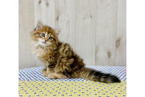 成約済の大阪府のサイベリアン-26801の4枚目