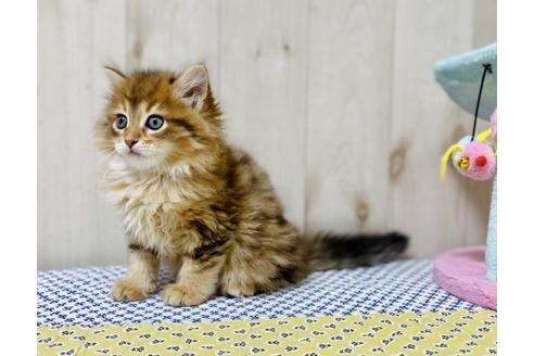 成約済の大阪府のサイベリアン-26801の3枚目