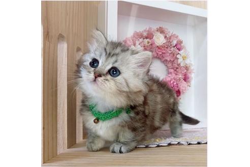 成約済の長野県のミヌエット-26896の5枚目