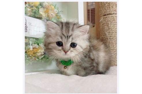 成約済の長野県のミヌエット-26896の2枚目