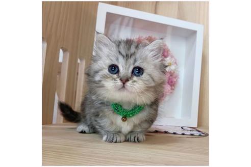 成約済の長野県のミヌエット-26896の3枚目