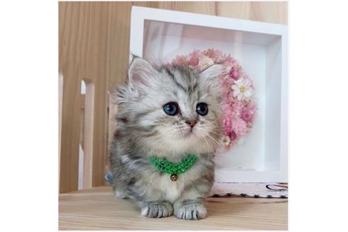 成約済の長野県のミヌエット-26896の4枚目