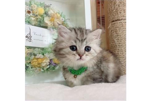 成約済の長野県のミヌエット-26896の1枚目