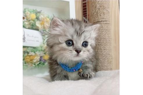 成約済の長野県のミヌエット-26900の1枚目