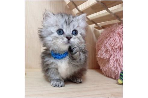 成約済の長野県のミヌエット-26900の5枚目