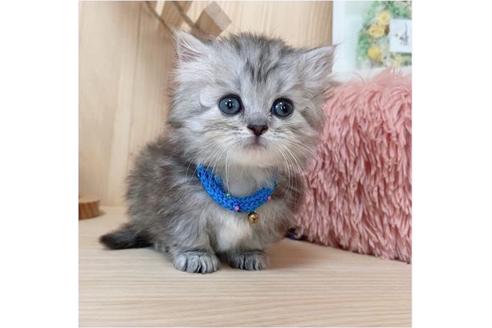 成約済の長野県のミヌエット-26900の4枚目