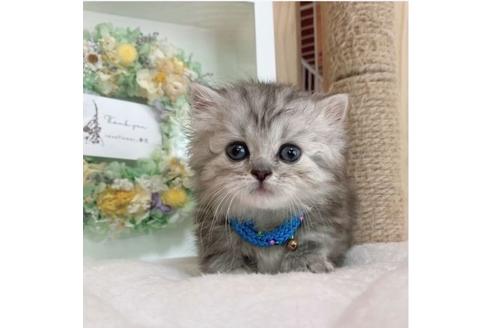 成約済の長野県のミヌエット-26900の2枚目