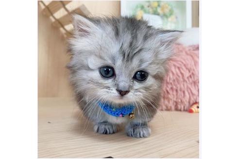 成約済の長野県のミヌエット-26900の3枚目