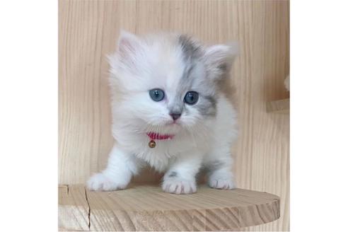 成約済の長野県のミヌエット-26902の2枚目