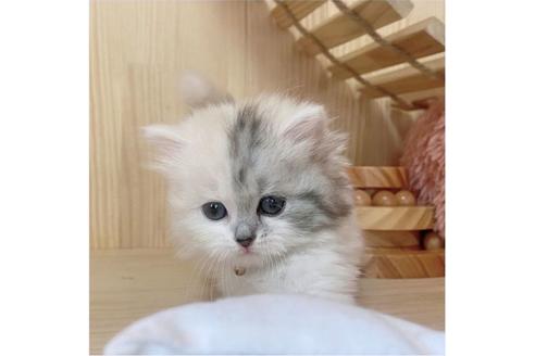 成約済の長野県のミヌエット-26902の3枚目