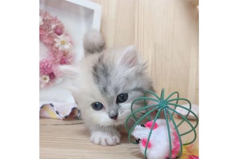 成約済の長野県のミヌエット-26902の4枚目