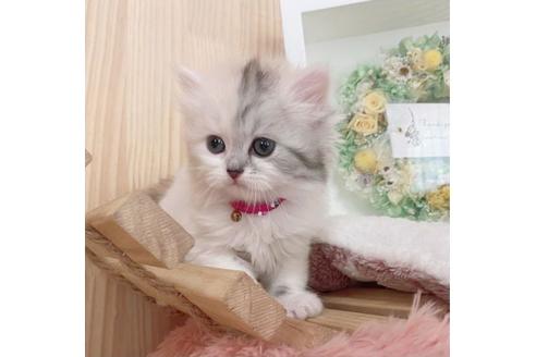 成約済の長野県のミヌエット-26902の1枚目