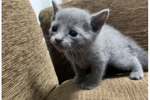 奈良県でロシアンブルーの子猫を探す 子猫ブリーダーナビ