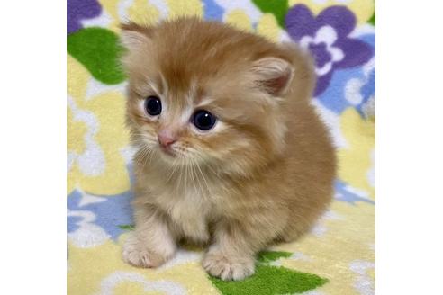成約済の神奈川県のミヌエット-27043の3枚目