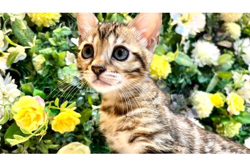 成約済の愛媛県のベンガル-24651の14枚目