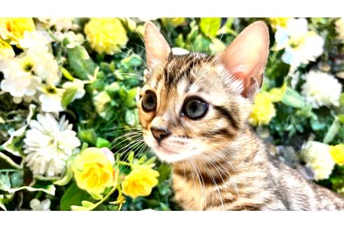 成約済の愛媛県のベンガル-24651の13枚目