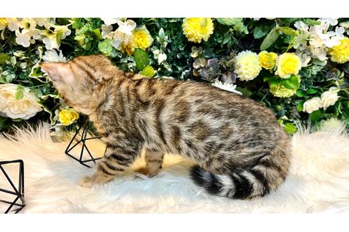 成約済の愛媛県のベンガル-24651の9枚目