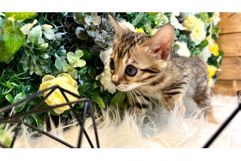 成約済の愛媛県のベンガル-24651の4枚目